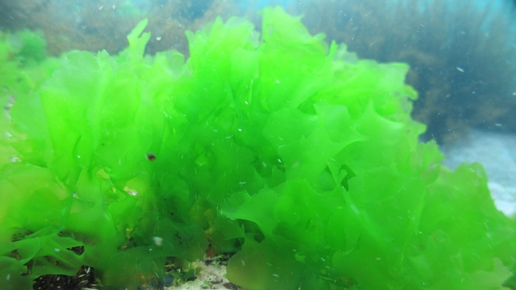 해조류, 차세대  저탄소 친환경 사료로 주목