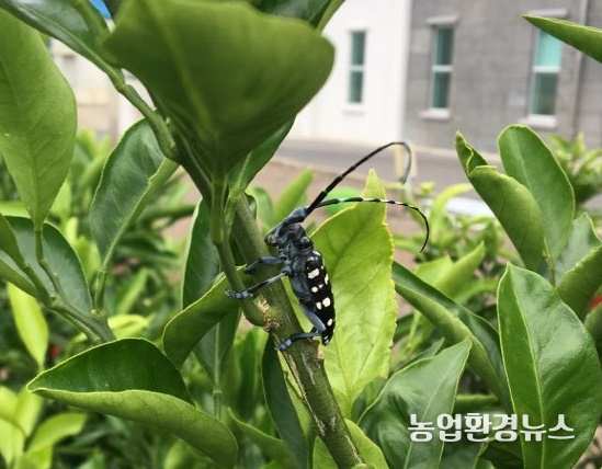 알락하늘소 성충은 감귤원으로 유입 후 수관부의 1~2년생 가지를 먹음
