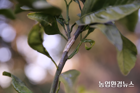 알락하늘소 성충은 감귤원으로 유입 후 수관부의 1~2년생 가지를 먹음