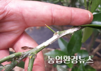 알락하늘소 성충은 감귤원으로 유입 후 수관부의 1~2년생 가지를 먹음
