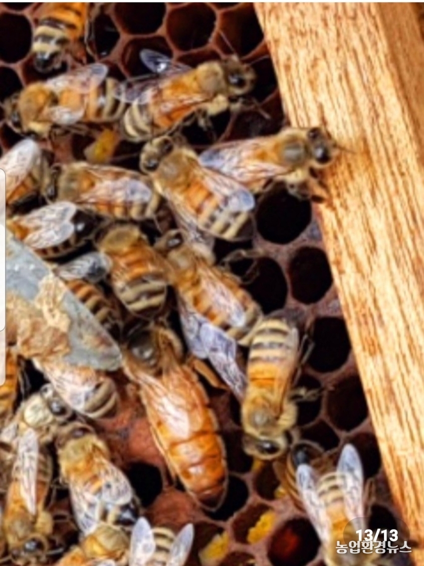 농림축산식품부는 지난 2019년 8월 27일 「양봉산업의 육성 및 지원에 관한 법률(이하 ‘양봉산업법’)」제정 이후 1년여의 준비기간을 거쳐 시행령 등 하위법령을 마련하고 8월 28일부터 시행에 들어간다고 밝혔다.