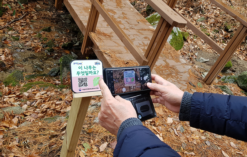 QR코드를 활용하여 숲해설 동영상을 체험하는 모습.