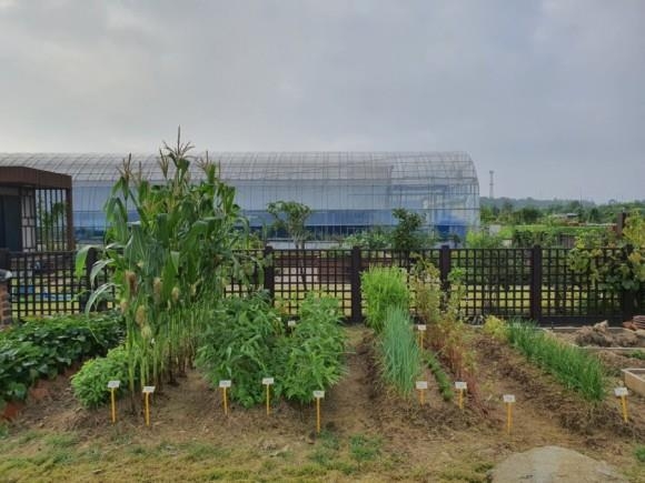 견종법을 활용한 도시텃밭 모델 형태<br>
