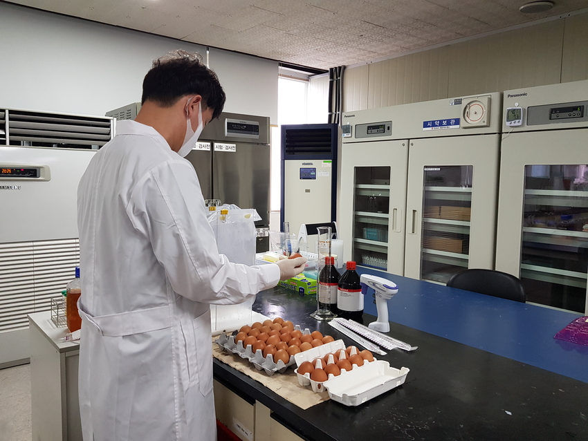 계란살충제검사
