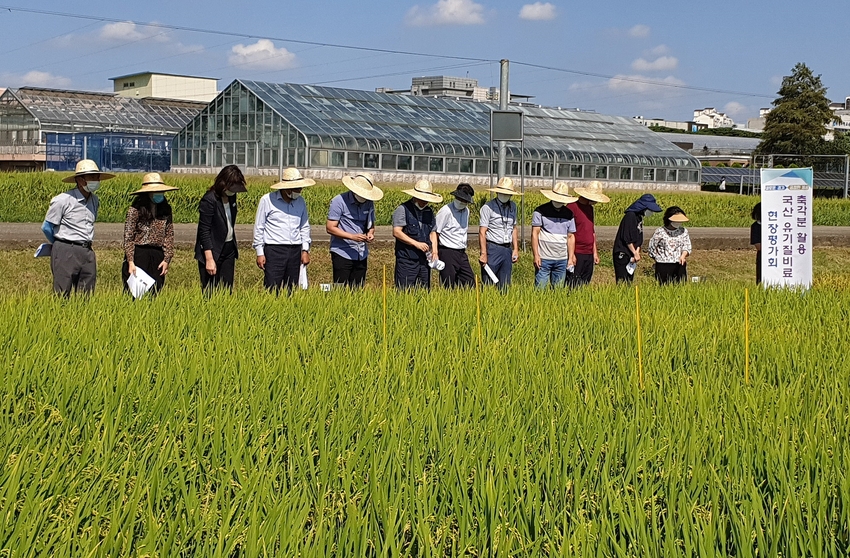 경기도농업기술원이 8일 화성 농기원 벼 유기재배 시험포장에서 경기도친환경농업인연합회와 공공기관 관계자 등이 참석한 가운데 ‘축각분 혼합 국산 유기질비료 현장평가회’를 가졌다