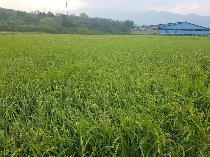 농림축산식품부는 친환경 벼 5,000톤을 일반 벼 특등가격으로 매입하며 친환경 벼 여부 확인을 위해 잔류농약검사(전수조사)를 시행한다.