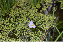 물질경이(Ottelia alismoides (L.) Pers.)