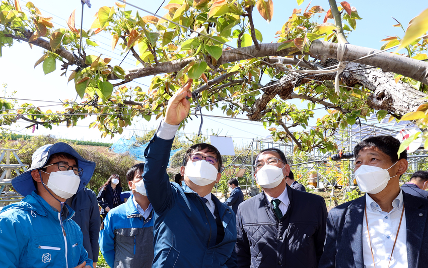 허태웅 농촌진흥청장이 14일 전남 나주군 배 재배농가를 방문해 한파주의보 발표에 따른 농가의 상황과 작물의 생육 상태를 살펴보고 있다. <사진제공 = 농촌진흥청>