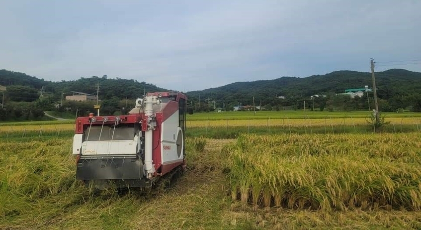 충남 홍성군 홍동면에서 친환경쌀 수확장면