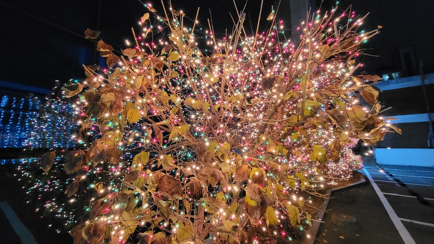가로수 야간 LED 조명사진