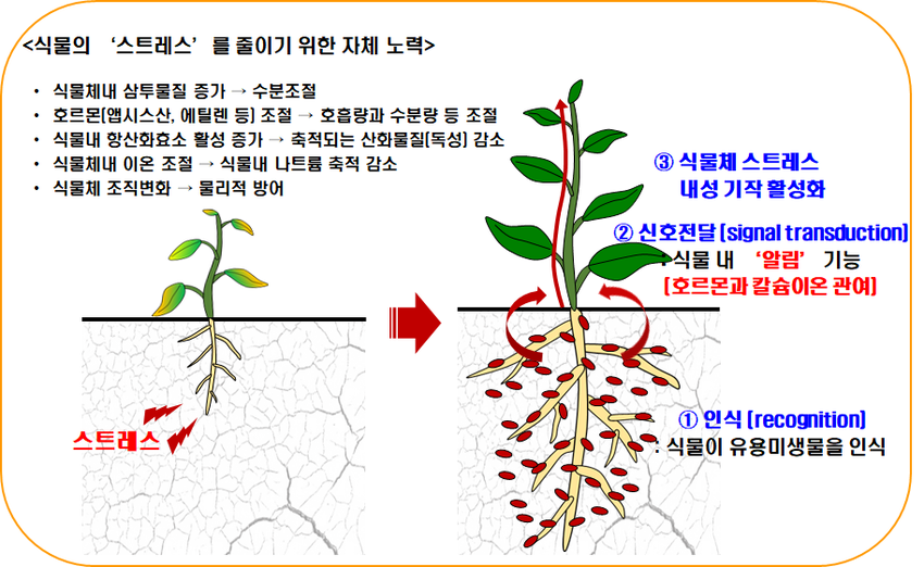 (미생물제) 제품명 ‘메소나’