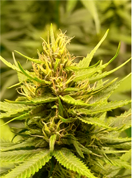 의료성분인 ‘칸나비디올(CBD) 도취(중독)성분인 ‘테트라하이드로칸나비놀(THC)’ 저함유 대마 (IT 342821)