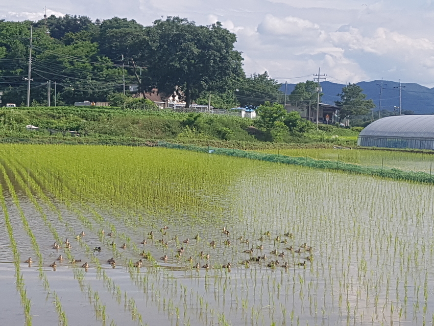농림축산식품부가 2022년 기본형 공익직접지불금 (이하 공익직불금)을 3월 14일부터 5월31일까지 신청받은 결과, 1백15만여 건이 접수됐다고 밝혔다. 이는 지난해 1백14만여 건보다 증가한 것이다. < 사진은 < 사진은 충남 홍성군 홍동면에서 오리농법으로 벼농사 짓는 장면>