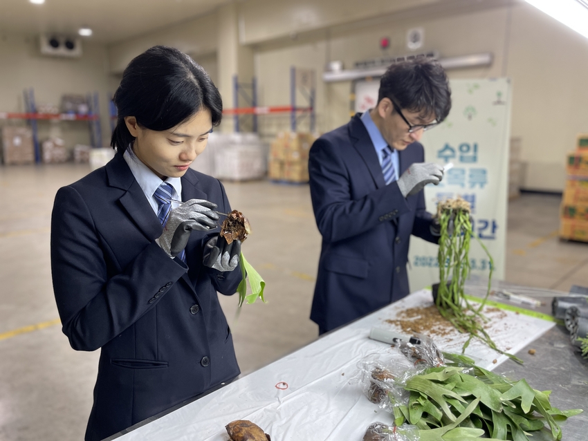 농림축산검역본부는 3월 한 달 동안(3.1.~3.31.) 해외 병해충의 국내 유입을 차단하기 위해 묘목류의 수입 및 유통단계에 대한 특별검역을 실시한다고 밝혔다< 사진은 검역관들이 수입묘목을 검사하는 장면> 