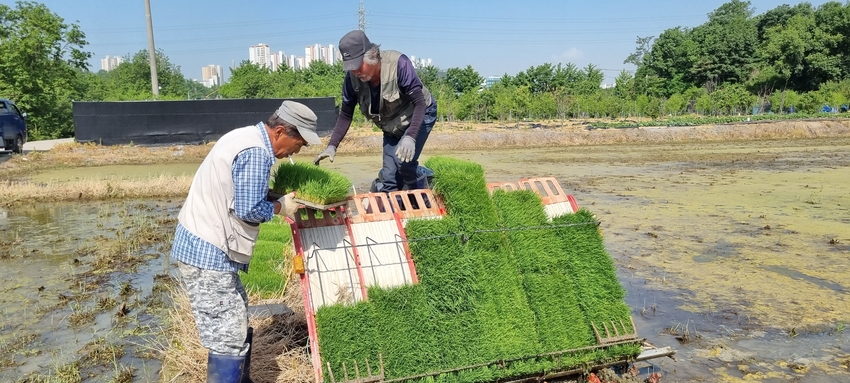18일 발표된 통계청 「2022년 농가경제조사 결과」에 따르면 2022년 농가소득은 평균 4,615만원으로, 전년대비 3.4% (161만원) 감소한 가운데 농가소득 구성별로는 농업소득은 주요 품목의 경영비 급등과 수입 하락에 따라 감소했으나, 이전소득과 농업외소득의 증가가 농가소득 감소폭을 완화한 것으로 나타났다.