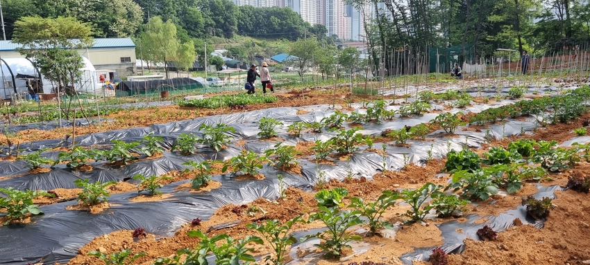 6월 29일 발표된 통계청 「2023년 봄감자 재배면적조사 결과」에 따르면, 2023년 감자 재배면적은 1만4천699ha로 전년 1만3천017ha 대비 12.9%(1,681ha)증가했다. <사진: 경기도 시흥시 계수동 텃밭에 심은 감자> 