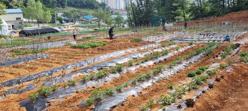 농림축산식품부는 국민과 함께하는 도시농업의 다원적 가치확산을 위해 참여자 3백만명, 도시농업공동체 1,000개소 육성을 담은 " 제3차(2023~2027) 도시농업 육성 5개년 계획」을 발표했다. < 사진: 경기도 시흥시 계수동에 위치한 주말농장 전경>