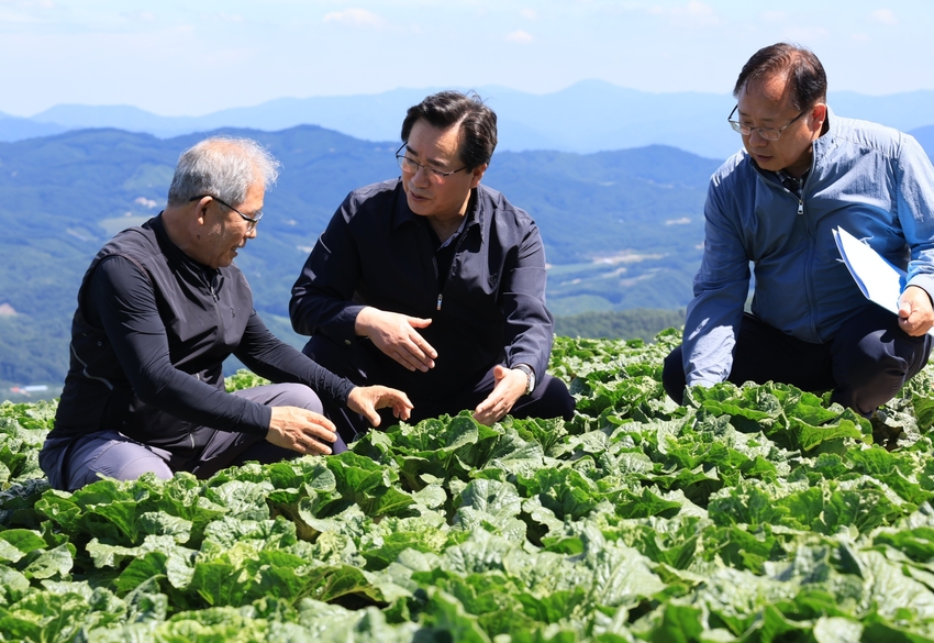  정황근 농림축산식품부장관은 8월 3일(목) 오후, 강원특별자치도 강릉시 왕산면에 위치한 여름배추 밭을 방문했다. 이번 방문은 지난 7월 평창 방문에 이은 두 번째 여름배추 산지 방문으로 장마 이후 폭염에 생육 지연이 우려되는 배추 작황을 확인하고, 산지 의견을 청취했다. 