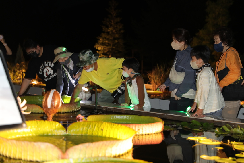산림청 국립수목원 (원장 최영태)은 온 가족이 함께 특별한 밤 산책을 즐길 수 있는 「여름밤 ! 광릉숲 썸머 블룸」프로그램을 오는 8월 31일(목)~9월 2일(토) 3일간 진행한다.