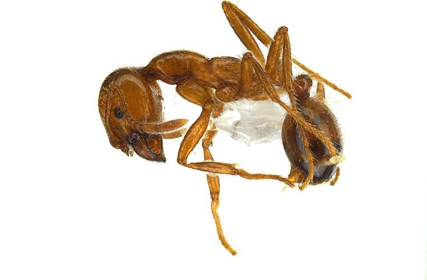 국명 : 열대불개미 영명 : Tropical fire ant 학명 : Solenopsis geminata 분류 : 곤충강(Insecta) 벌목(Hymenoptera) 개미과rmicidae)