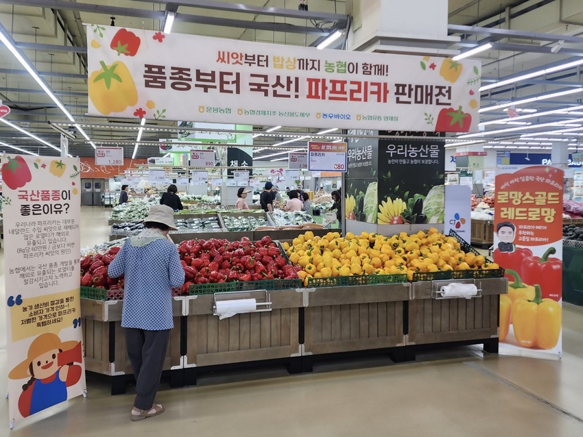 농협경제지주 (농업경제대표이사 박서홍)가 16일까지 하나로마트 양재점 등 수도권 일부 매장에서「품종부터 국산! 파프리카 판매」기획전을 실시한다.