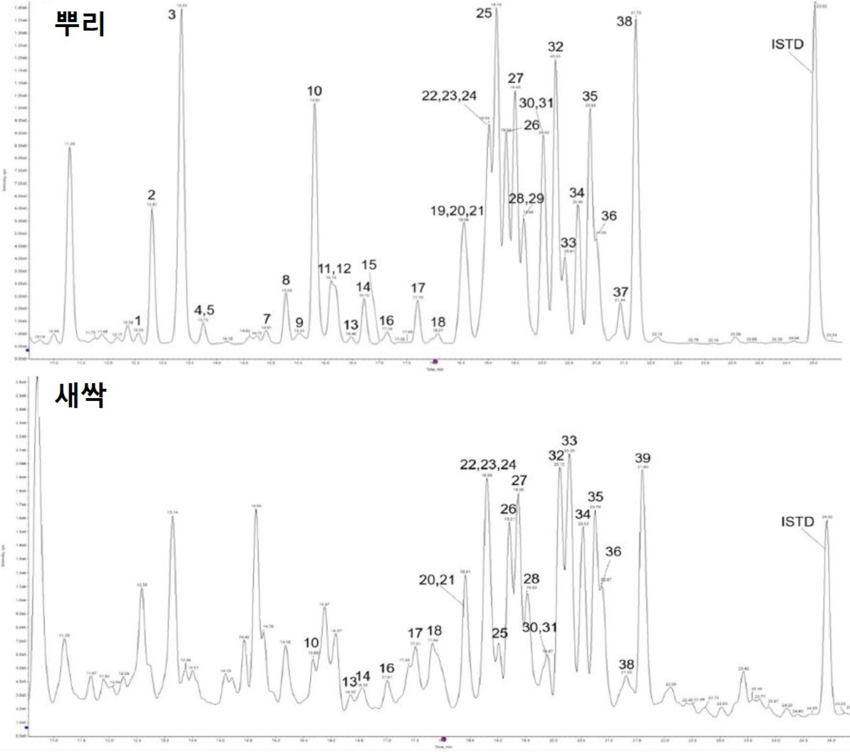 <그림> 국산 도라지에 함유된 사포닌 배당체(뿌리 37종, 새싹 24종) 