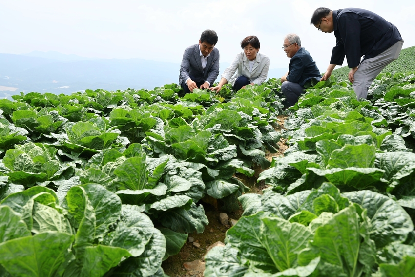 송미령 농림축산식품부(이하 농식품부) 장관은 8월 8일(목) 강원특별자치도 강릉시 왕산면 일원(일명 안반데기)의 고랭지 배추 밭을 찾아 산지 출하동향과 추석 성수기 출하 예정인 배추 생육 상황을 점검했다.