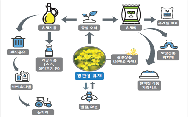 ○ 유채 자원순환 모델<br>
- 유채꽃(경관 이용, 지역축제 연계) → 유채 씨앗 수확 → 유채 기름 생산(압착유, 식용유) → 유채박 활용(유기질 비료, 가축사료) → 폐식용유(바이오디젤 전환, 농기계 등에 이용)