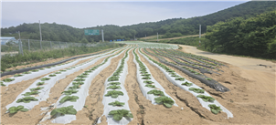 ‘흑백 이중멀칭 비닐’을 덮은 배추 재배지 모습