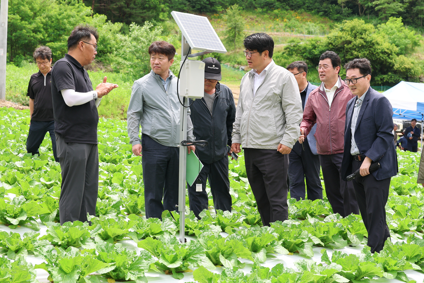 <사진설명> 25일 강원도 평창군 여름배추 재배지에서 권재한 농촌진흥청장은 생육상황을 점검하고 있다.<사진제공=농촌진흥청>