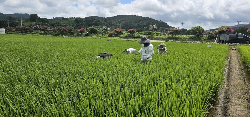 벼멸구 합동예찰 사진 