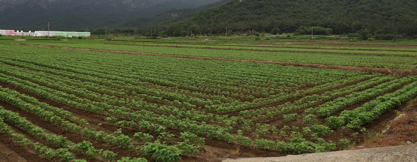 전략작물-논콩(영암 군서면).