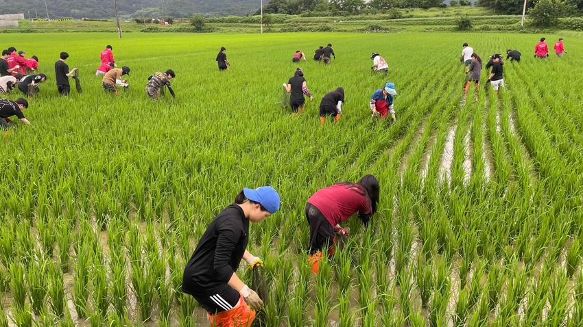 왕우렁이 수거