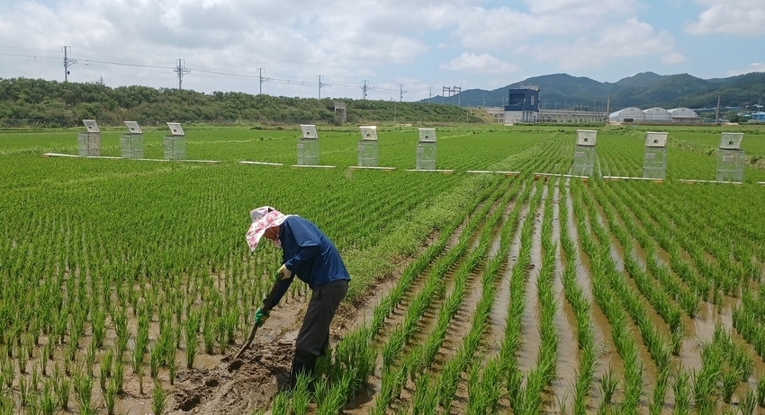 전남 해남에서 저탄소인증 벼재배 농가가 물꼬를 내고 있다. 