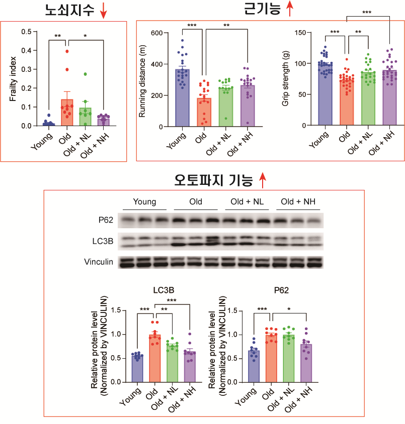 < 예쁜꼬마선충과 노화생쥐 모델에서 니클로사마이드의 노쇠지수, 운동능력, 자가포식 개선 효과. NL: 니클로사마이드 저농도, NH: 니클로사마이드 고농도 >