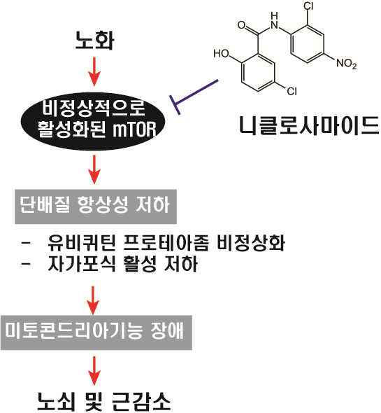 < mTOR 과활성 및 단백질 항상성 회복을 통한 니클로사마이드의 노쇠 및 근감소증 개선 효과 >