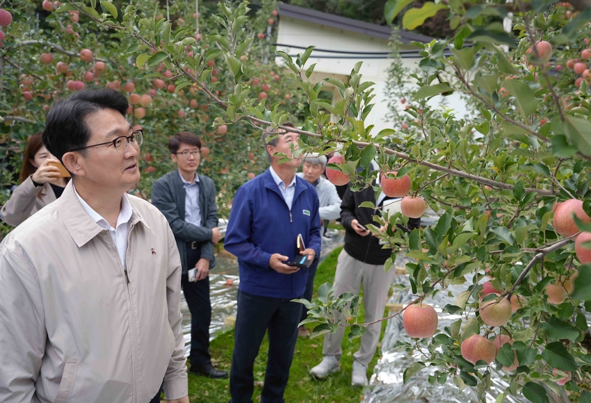김종구 농림축산식품부(이하 농식품부) 식량정책실장은 10월 22일(수) 사과 주산지인 경북 문경을 방문하여 사과 작황 상황을 점검했다.