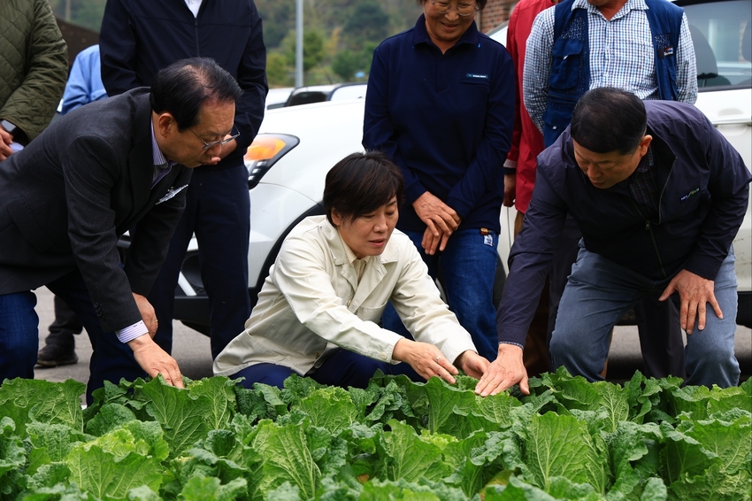 송미령 농림축산식품부(이하 농식품부) 장관은 10월 26일(일) 김장(가을)배추 주산지인 충북 괴산군에 위치한 배추 밭을 찾아 작황을 점검했다.