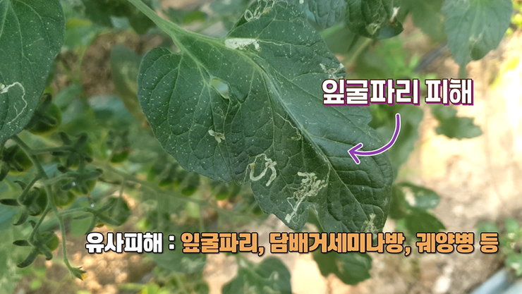 토마토 불나방 방제 “친환경 농가 피해 줄인다"