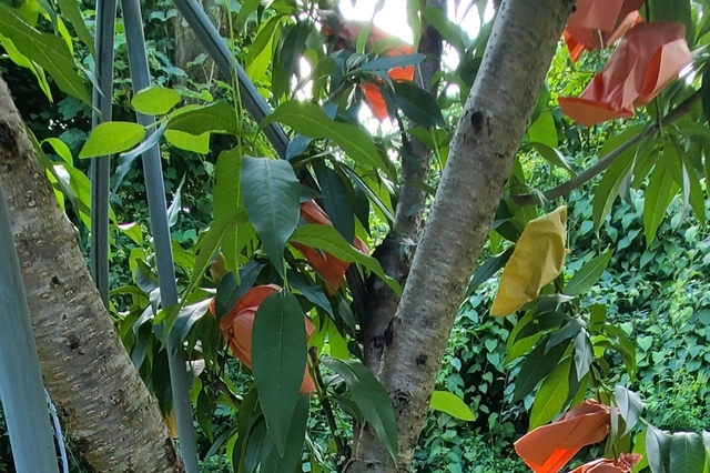 기후변화, '언' 과수피해 “전용 수성페인트”로 예방