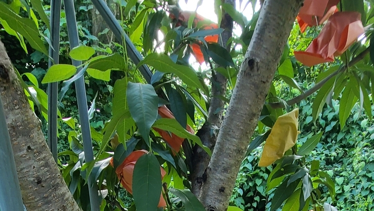 기후변화, '언' 과수피해 “전용 수성페인트”로 예방