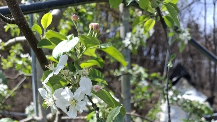 사과·감귤 등 과수 탄소 흡수량, 정확히 잰다…
