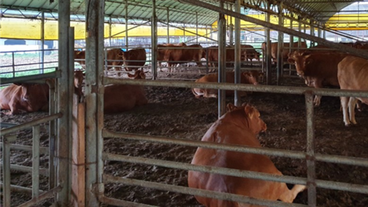 소 반추위 분리한 자생 미생물, 탄소 자원화 열쇠 발견