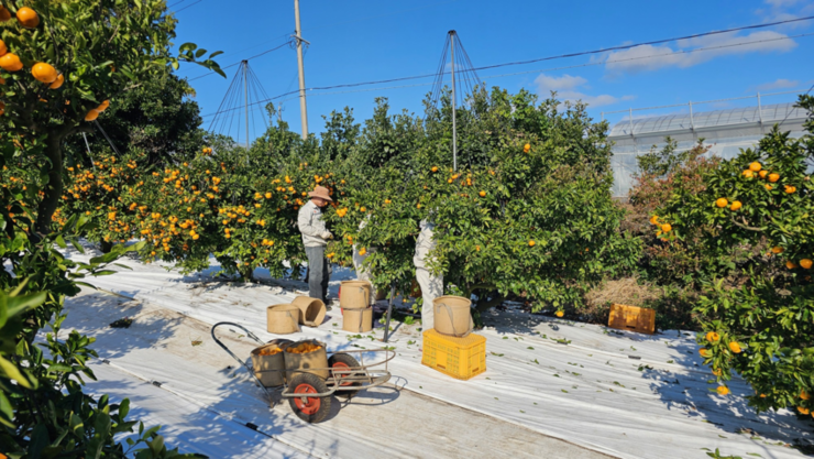 제주 감귤밭 흰색 폐비닐 재활용… 농가 부담 줄이고 환경 살린다