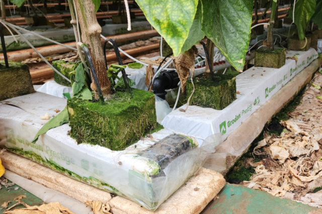 처치곤란 농업부산물 폐암면, 유용한 자원으로