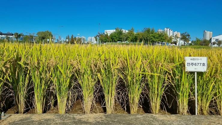 ‘신동진1’ 질소비료 감축…농가 경영비 줄이고, 쌀 품질 높인다