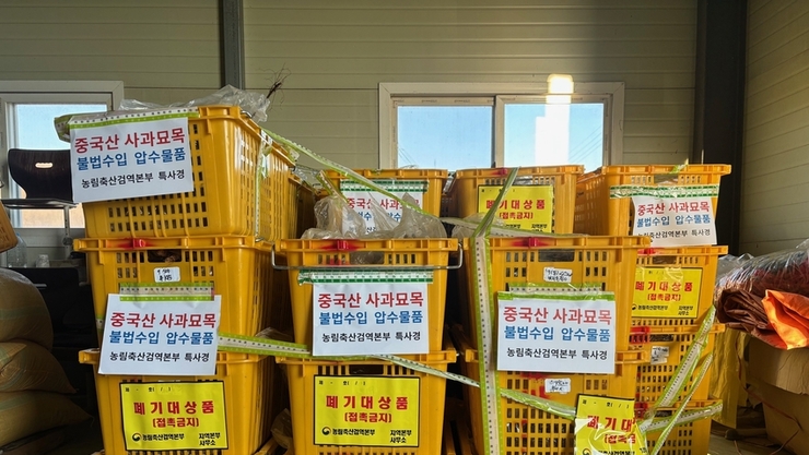 중국산 사과묘목 등 대량 밀수 일당 무더기 적발